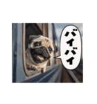 動く！パグ2【家族連絡】（個別スタンプ：24）