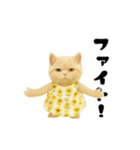 ネッコさんのおスタンプ6（個別スタンプ：12）