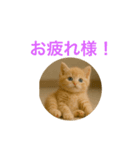 ハッピー子猫のスタンプ（個別スタンプ：1）