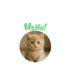 ハッピー子猫のスタンプ（個別スタンプ：4）