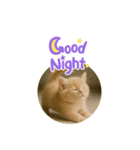 ハッピー子猫のスタンプ（個別スタンプ：6）