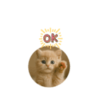 ハッピー子猫のスタンプ（個別スタンプ：7）
