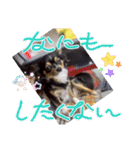 ウナギ・ウォッカ（個別スタンプ：12）