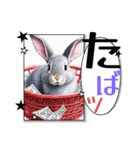 ウサウサしりとりPart3（個別スタンプ：24）