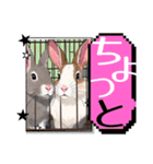 ウサウサしりとりPart3（個別スタンプ：25）