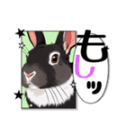 ウサウサしりとりPart3（個別スタンプ：37）