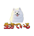 犬味 暮らすんだ（個別スタンプ：4）