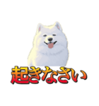 犬味 暮らすんだ（個別スタンプ：5）