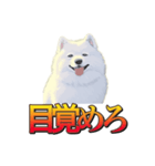 犬味 暮らすんだ（個別スタンプ：6）