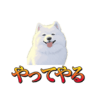 犬味 暮らすんだ（個別スタンプ：7）