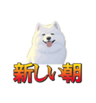 犬味 暮らすんだ（個別スタンプ：8）