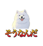 犬味 暮らすんだ（個別スタンプ：10）