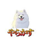 犬味 暮らすんだ（個別スタンプ：12）