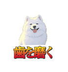 犬味 暮らすんだ（個別スタンプ：13）