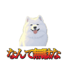 犬味 暮らすんだ（個別スタンプ：17）