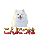 犬味 暮らすんだ（個別スタンプ：19）