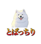 犬味 暮らすんだ（個別スタンプ：24）
