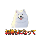 犬味 暮らすんだ（個別スタンプ：25）