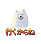 犬味 暮らすんだ（個別スタンプ：26）