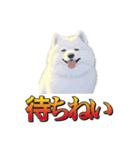 犬味 暮らすんだ（個別スタンプ：28）