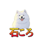 犬味 暮らすんだ（個別スタンプ：29）