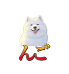 犬味 暮らすんだ（個別スタンプ：30）
