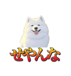 犬味 暮らすんだ（個別スタンプ：32）