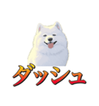 犬味 暮らすんだ（個別スタンプ：34）