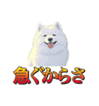 犬味 暮らすんだ（個別スタンプ：35）