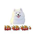 犬味 暮らすんだ（個別スタンプ：36）