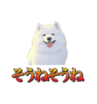 犬味 暮らすんだ（個別スタンプ：37）