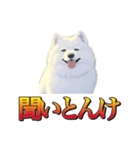 犬味 暮らすんだ（個別スタンプ：38）