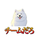 犬味 暮らすんだ（個別スタンプ：39）