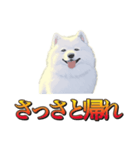 犬味 暮らすんだ（個別スタンプ：40）