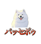 犬味 ダイオキシン（個別スタンプ：3）
