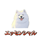 犬味 ダイオキシン（個別スタンプ：12）