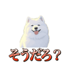 犬味 ダイオキシン（個別スタンプ：19）