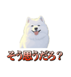 犬味 ダイオキシン（個別スタンプ：24）