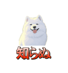 犬味 ダイオキシン（個別スタンプ：29）
