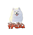 犬味 ダイオキシン（個別スタンプ：30）