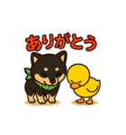 柴たまともこぴのわくわくスタンプ（個別スタンプ：13）