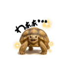 日常使いケヅメリクガメ（個別スタンプ：1）