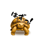 日常使いケヅメリクガメ（個別スタンプ：8）