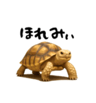 日常使いケヅメリクガメ（個別スタンプ：16）