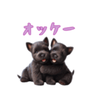 [オッケー専用]スコティッシュテリアベビー（個別スタンプ：14）