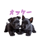 [オッケー専用]スコティッシュテリアベビー（個別スタンプ：16）
