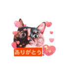 (=^・^=)Stamp家族連絡用（個別スタンプ：1）