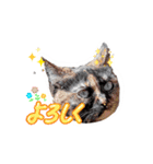 (=^・^=)Stamp家族連絡用（個別スタンプ：5）