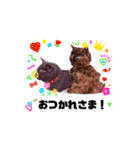 (=^・^=)Stamp家族連絡用（個別スタンプ：6）
