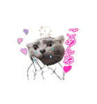 (=^・^=)Stamp家族連絡用（個別スタンプ：7）